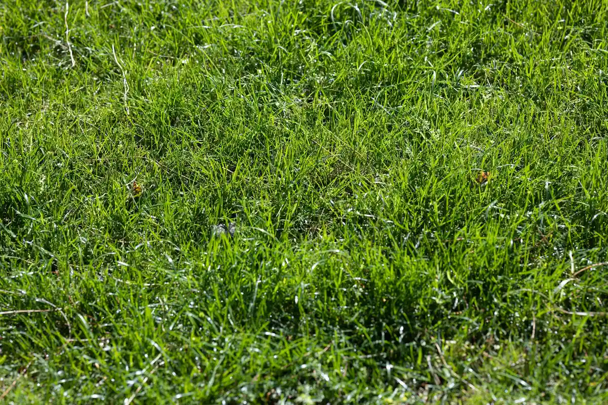 Close-up of fresh, bright green grass blades on a newly seeded lawn.