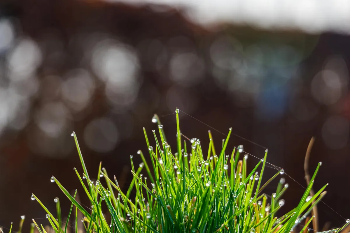 Close-up of bright green grass blades with dew droplets, representing newly seeded turf.