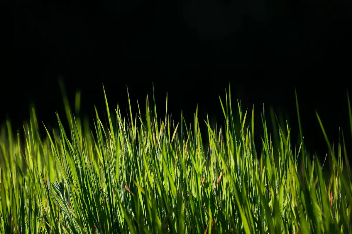 Close-up of bright green grass blades against a dark background