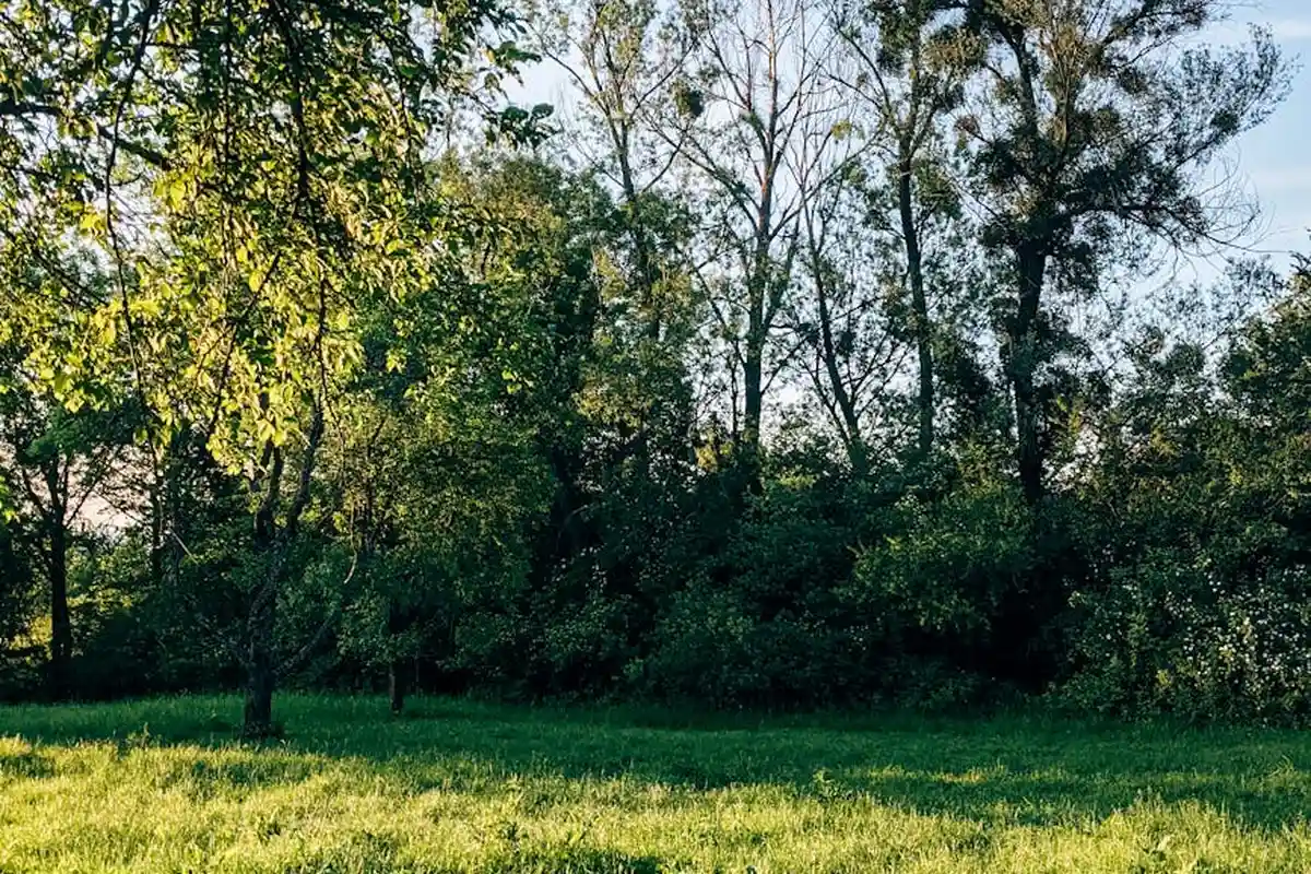 Sunlit lawn with a tree-lined edge, representing the post-overseed watering scenario for a yard.