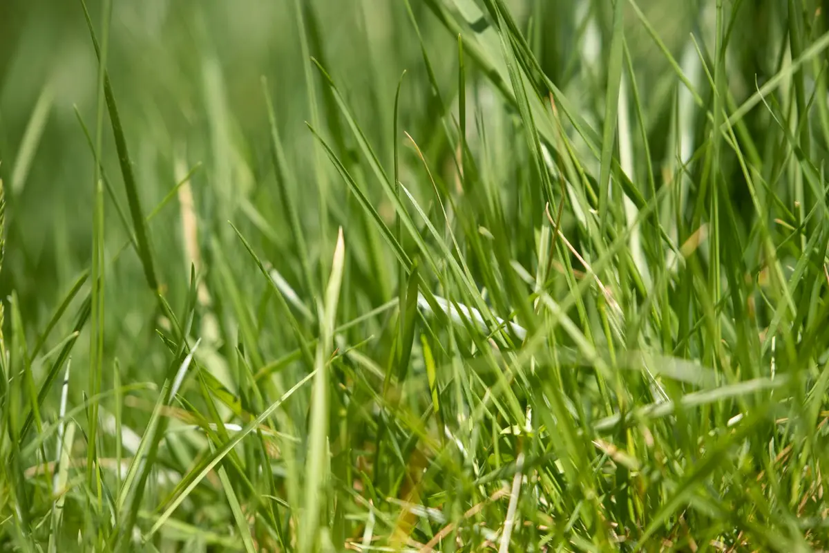 Close-up of fresh green grass blades in a lawn, illustrating the finishing stage of overseeding.