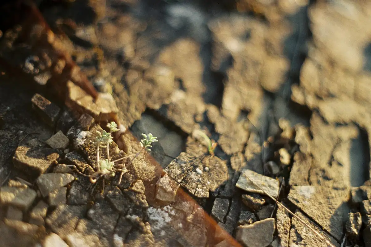 Close-up of cracked, dry soil with a tiny green seedling emerging, illustrating drought-stressed conditions.