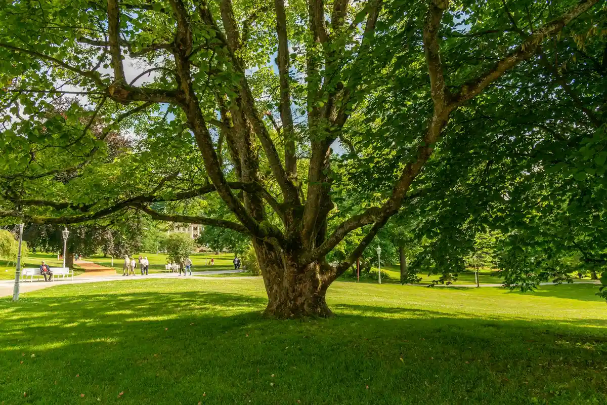 A sunny park lawn with a large, spreading tree in the foreground and a few people in the background along a path.