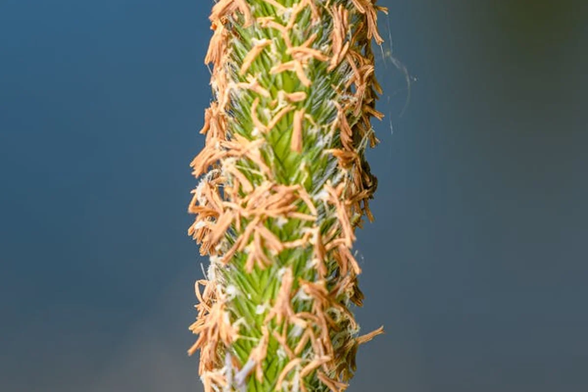 Close-up of a green plant stem with brown dried spines