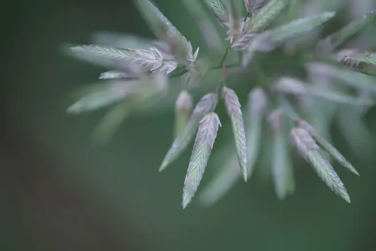 Macro close-up of pale-green grass seed heads against a blurred green background