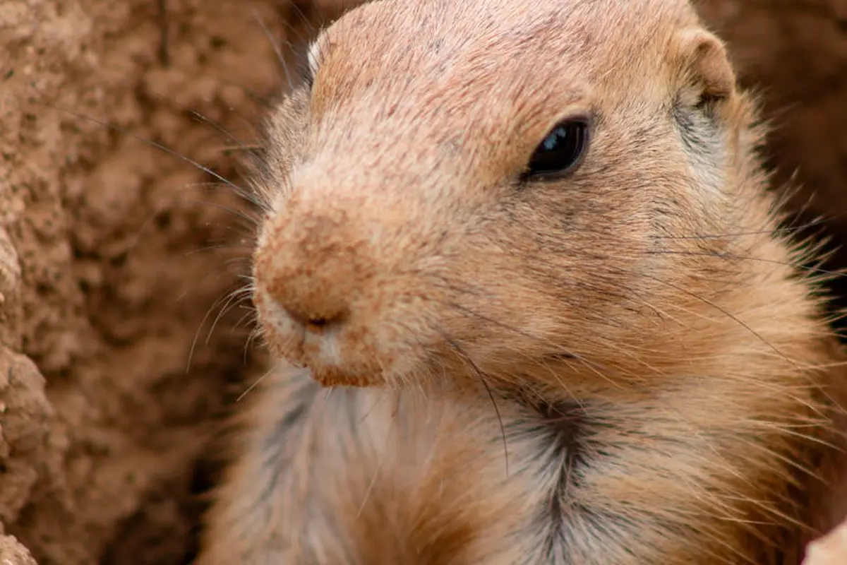 Close-up of a brown burrowing rodent peeking from a dirt hole