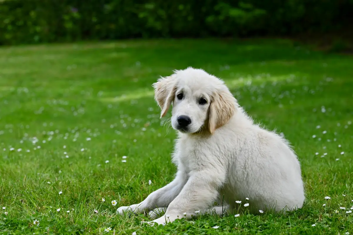 Fluffy light-colored puppy lying on a green lawn with small white flowers