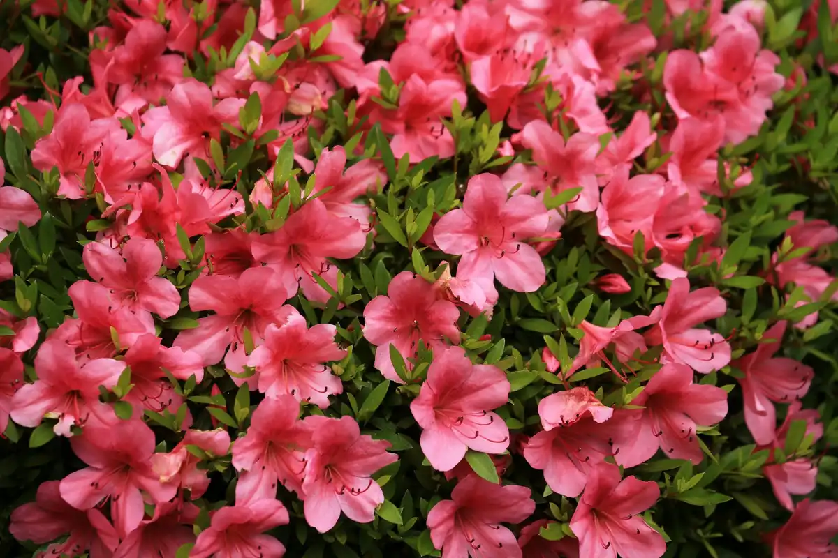 Bright pink azalea flowers in full bloom