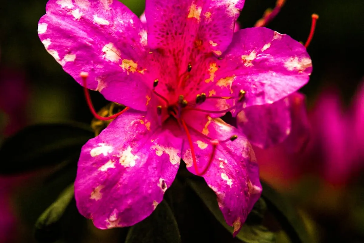 Close-up of a vibrant pink azalea flower with yellow speckles and dark green leaves in the background.