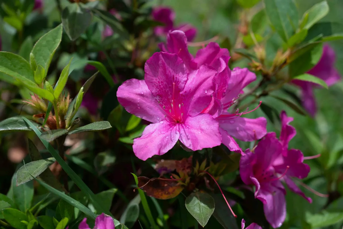 Close-up of vibrant pink azalea flowers surrounded by green foliage