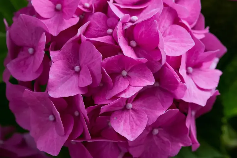 Close-up of vibrant pink hydrangea blossoms
