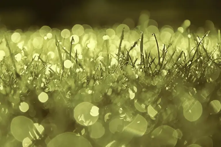Close-up of grass blades with dew and blurred bokeh lights