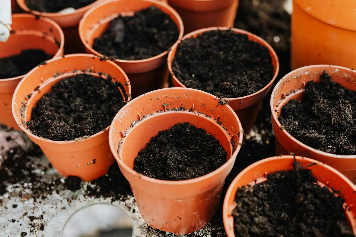 Several orange terracotta pots filled with dark soil arranged on a surface, ready for seed germination.