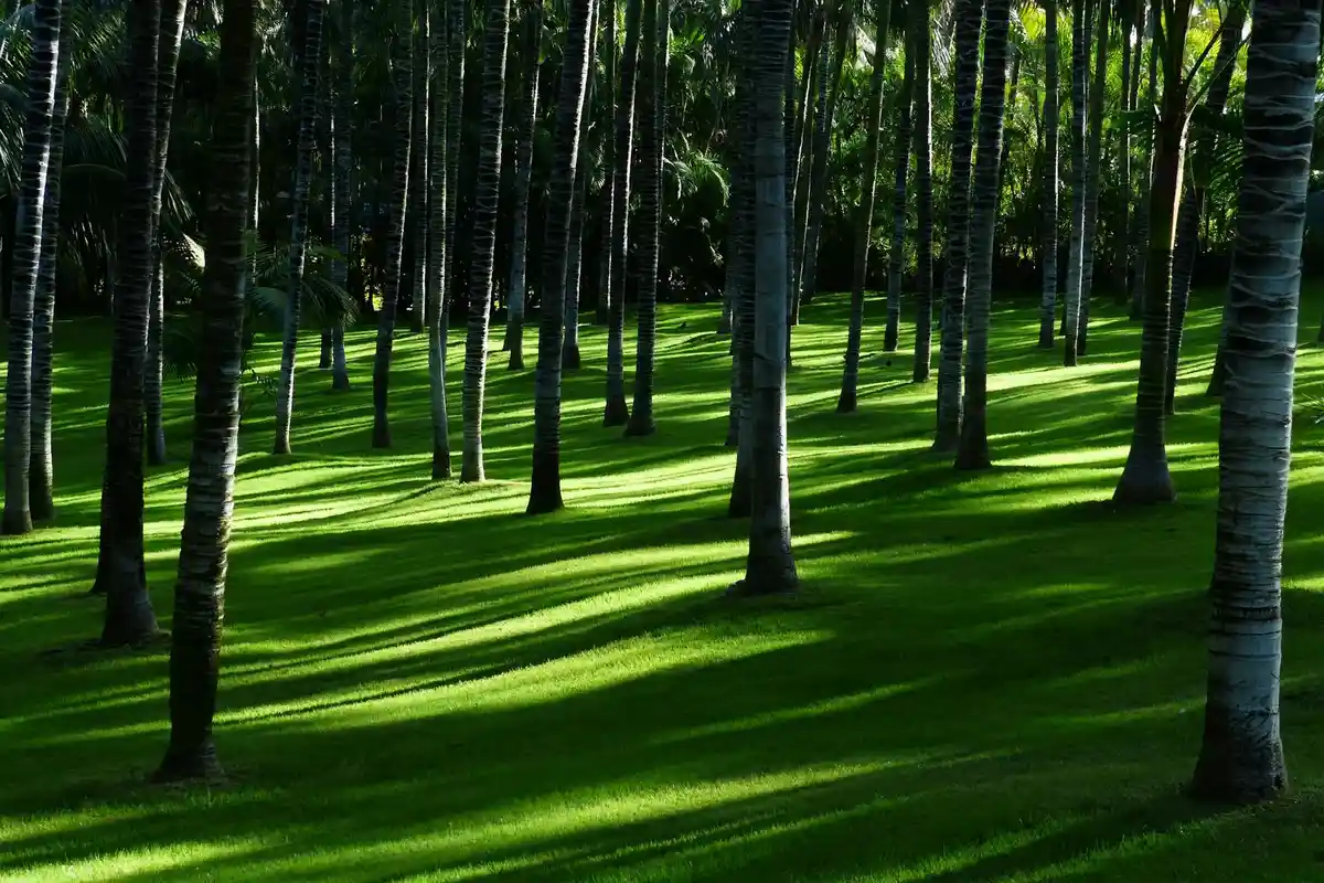 Sunlit grove with tall trees and a bright green grass-covered forest floor, illustrating the goal of healthy turf.