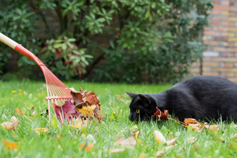 Black cat lying on a grassy lawn with fallen autumn leaves and a red-handled rake on the left.