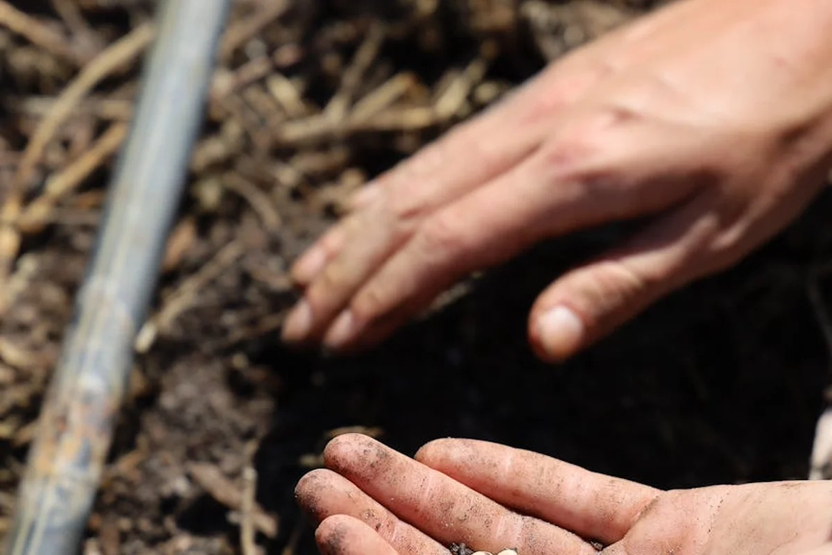 Gardener's hands are dirty as they work soil in a garden bed