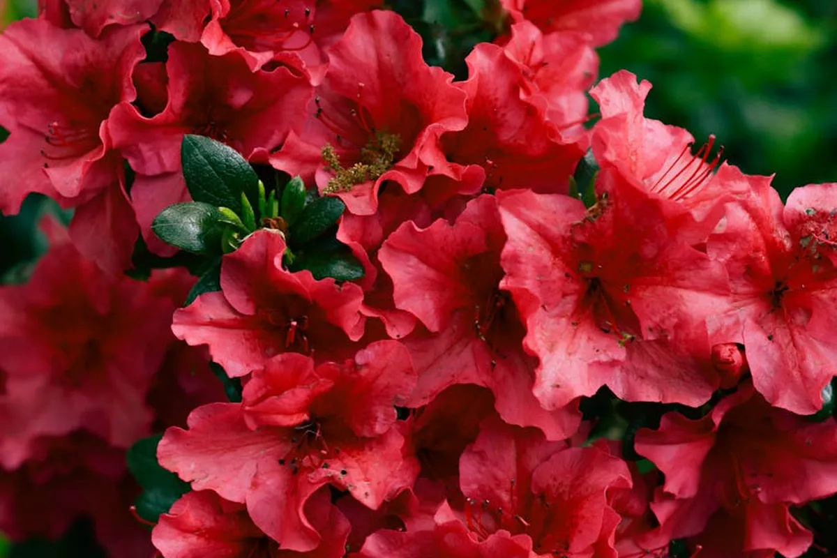 Close-up of vibrant red azalea flowers with green leaves.
