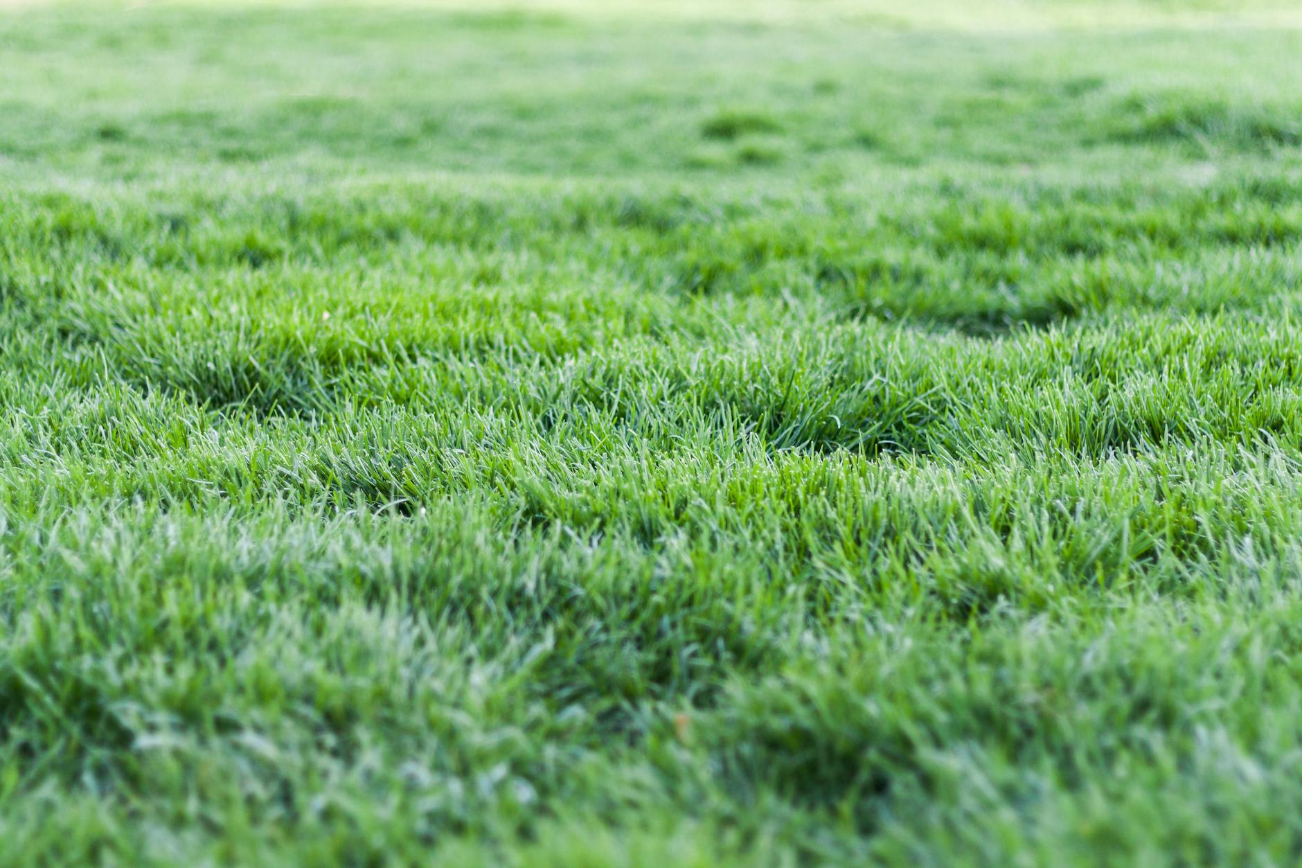 Close-up of healthy turfgrass blades covered in morning dew under soft light.