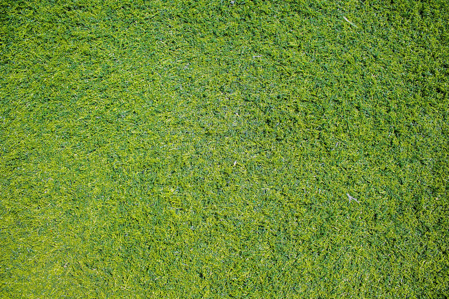 Greedy Grass technician inspecting turf with a soil probe during a lawn health assessment.
