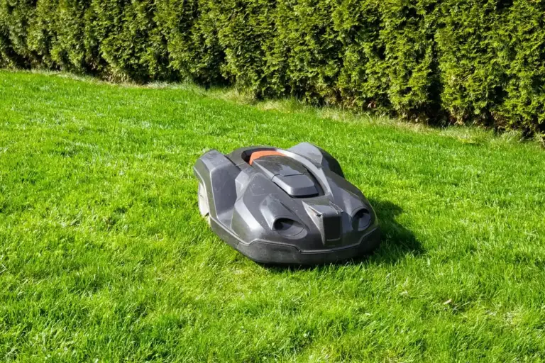 Robotic lawn mower on a lush green lawn with a dense hedge in the background