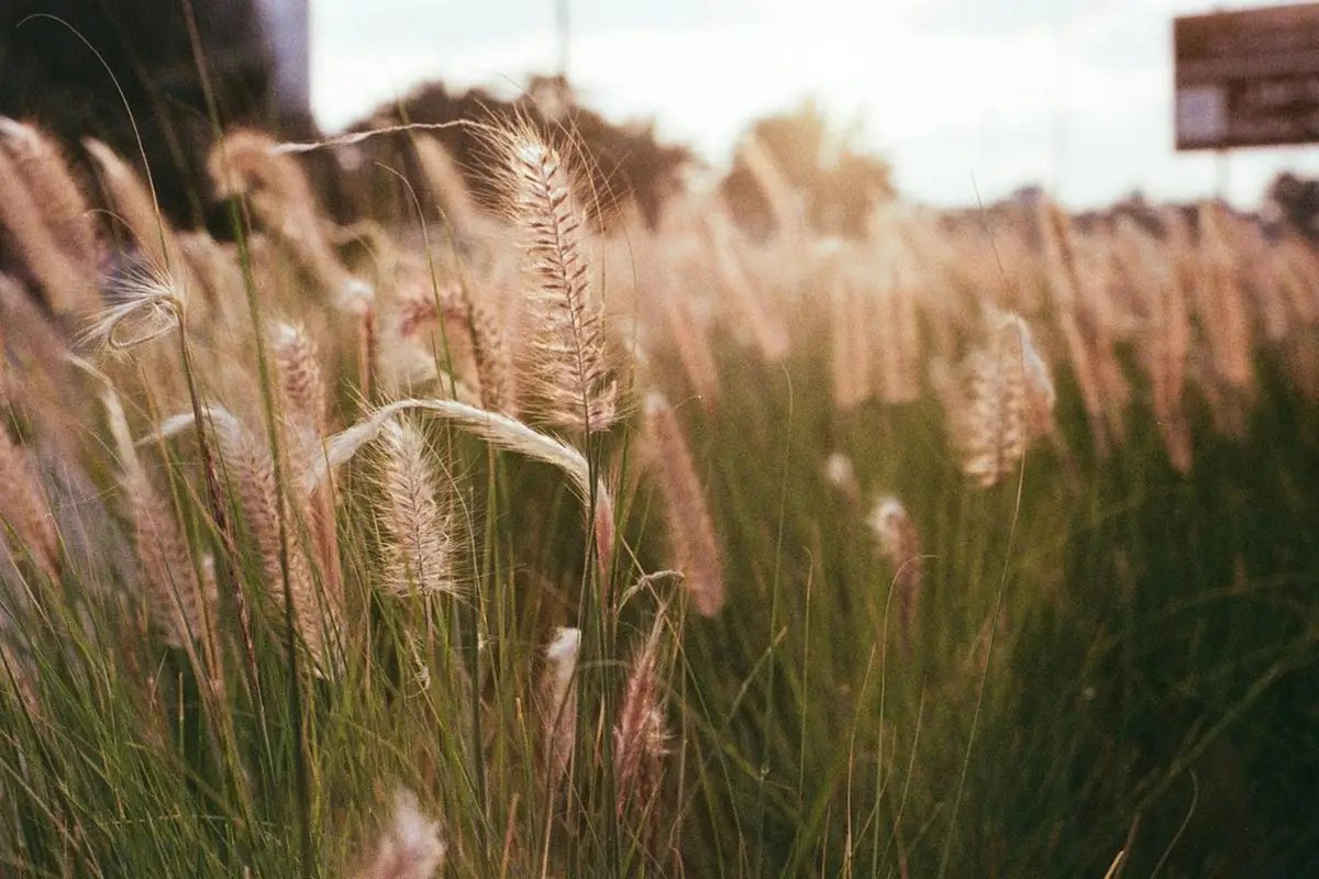 Close-up of tall Bermuda grass blades in a sunlit field.