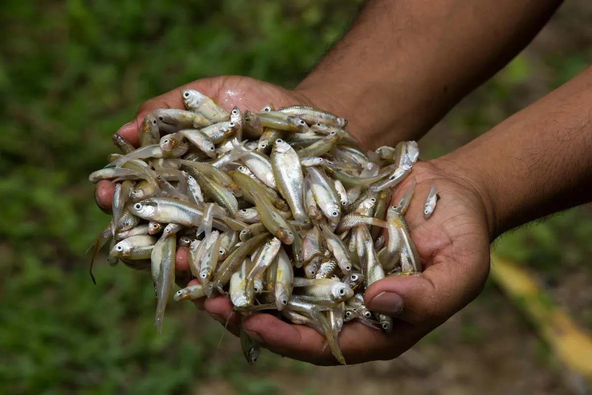 A pair of hands cupping a pile of small, silvery fish.