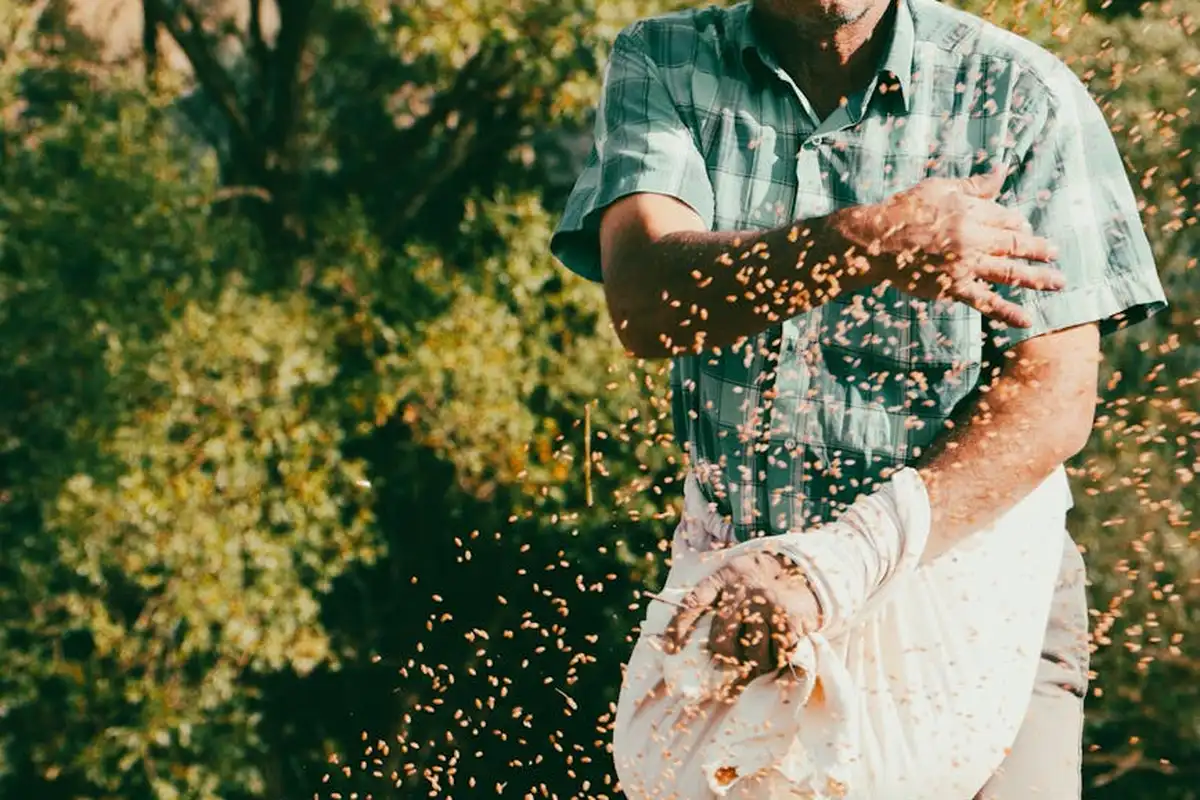 Person in a green plaid shirt pours grass seed from a bag into a sunny, grassy yard.