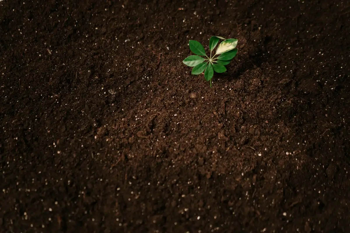 Small green seedling growing in dark, dense clay soil.
