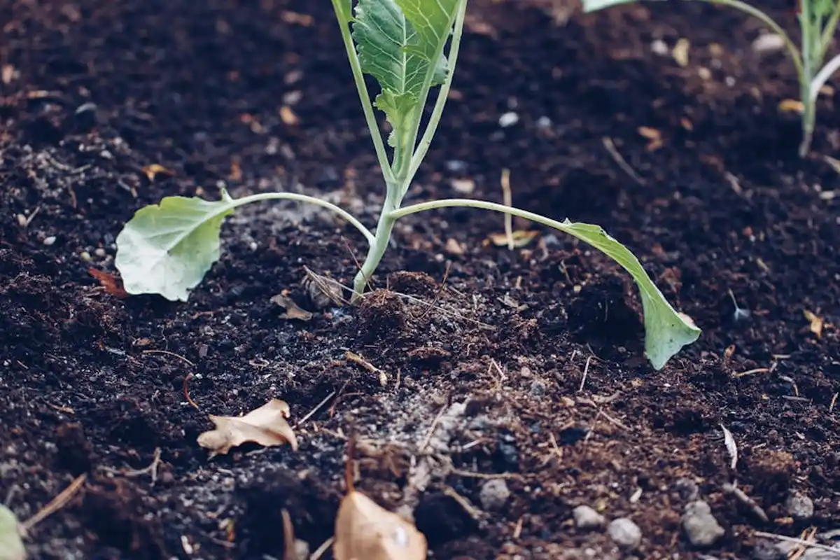 Young tree seedling growing in dark, fertile soil