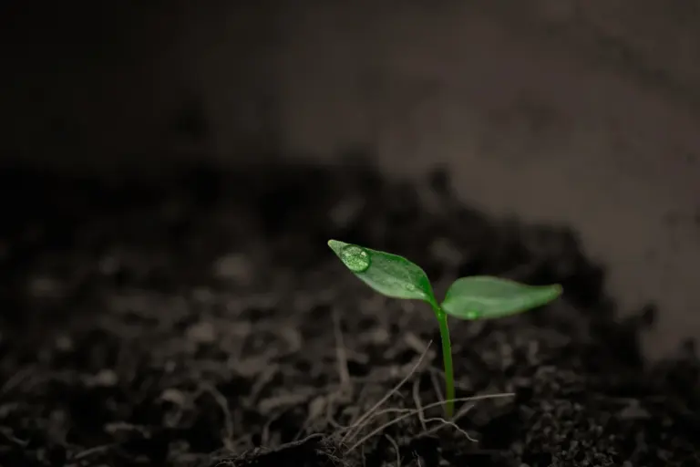 Small green seedling sprouting from dark soil, representing soil health and pH testing for grass seed germination.