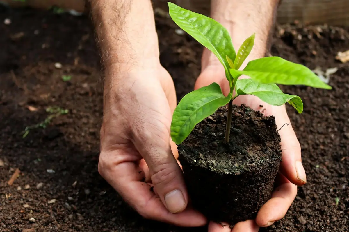 Hands cradle a young seedling in soil, ready for planting and fertilization.