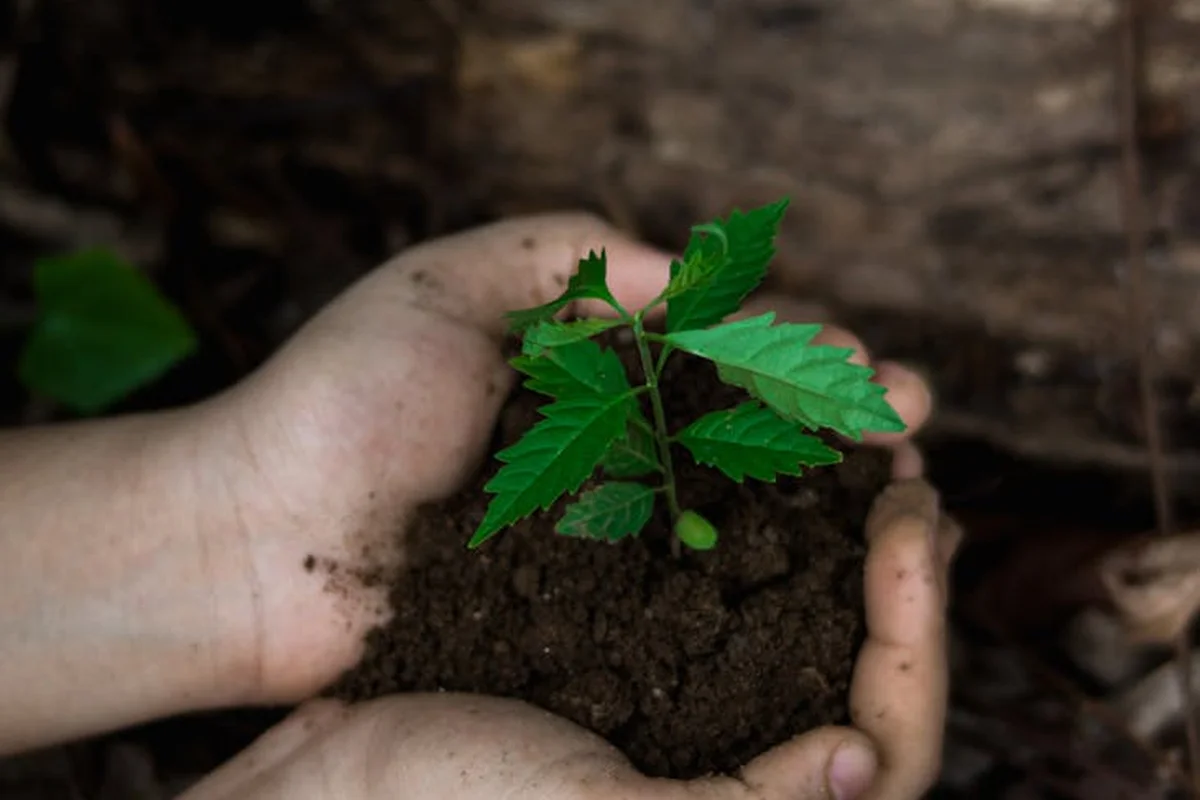 A small green seedling held in soil cradled by hands.