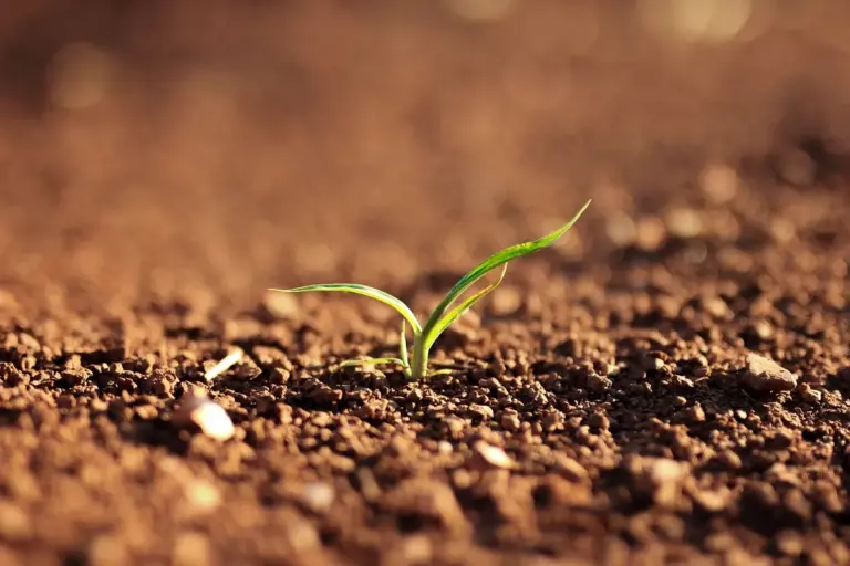 A small green seedling emerging from rich, brown soil.