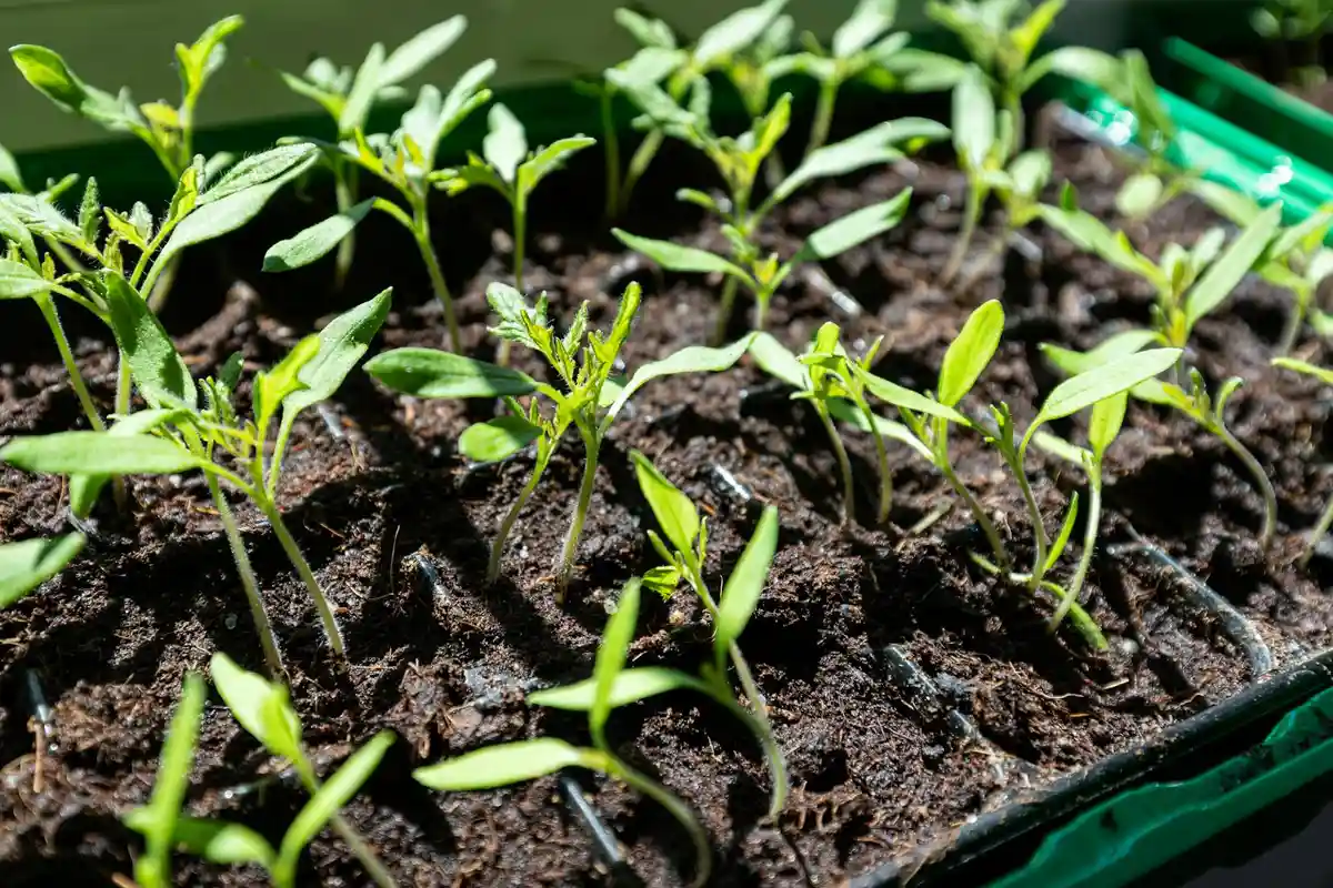 Close-up of small, bright green grass seedlings growing in a soil-filled tray, illustrating early-stage growth