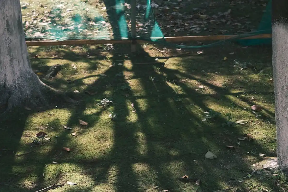 Shade lawn under trees with dappled sunlight and long shadows on green ground cover.