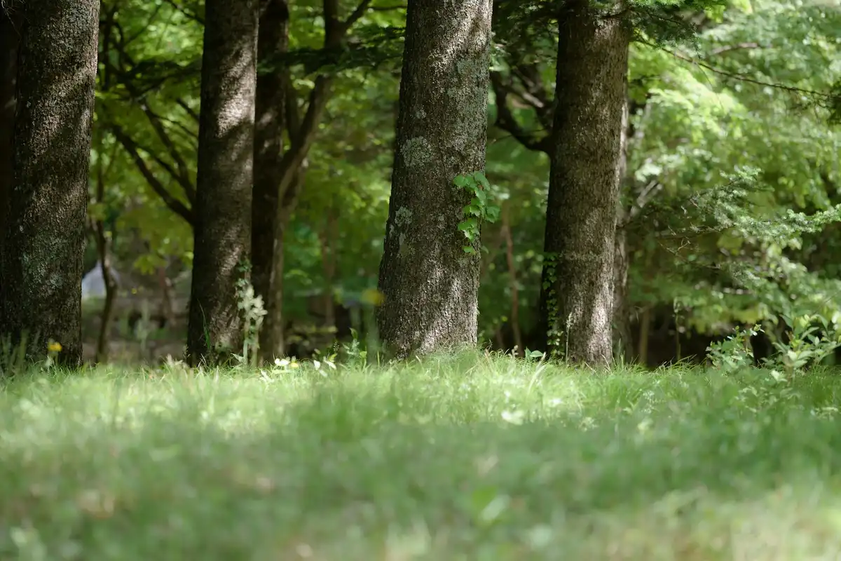 Sun-dappled lawn under a canopy of trees with green grass