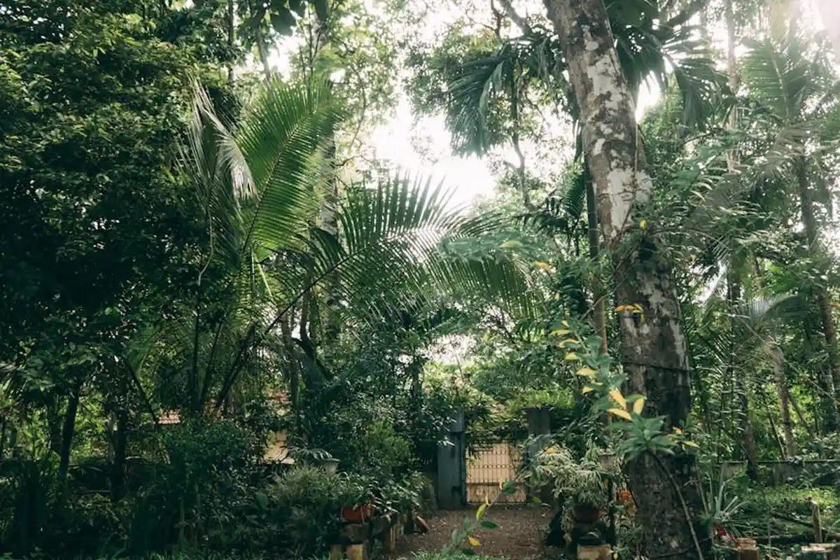 A dense, shady backyard with tall trees and lush understory, representing challenging light conditions for lawn growth.