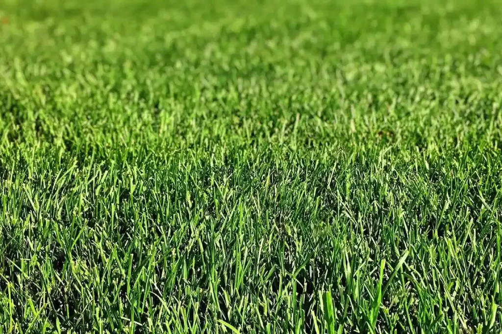 What’s the Best Way to Fertilize and Fix Soil for a Shady Lawn That Won’t Grow?