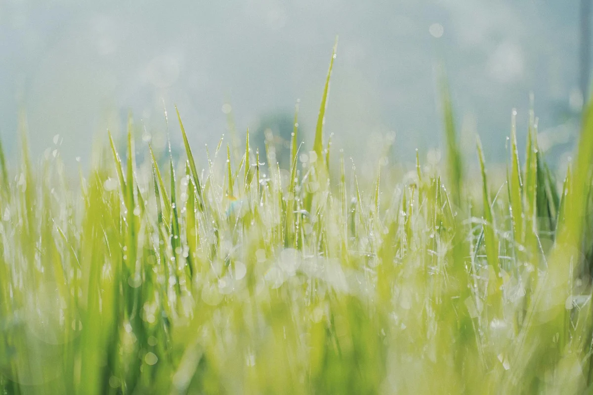 Close-up of fresh green grass blades with dew in a sunlit field.