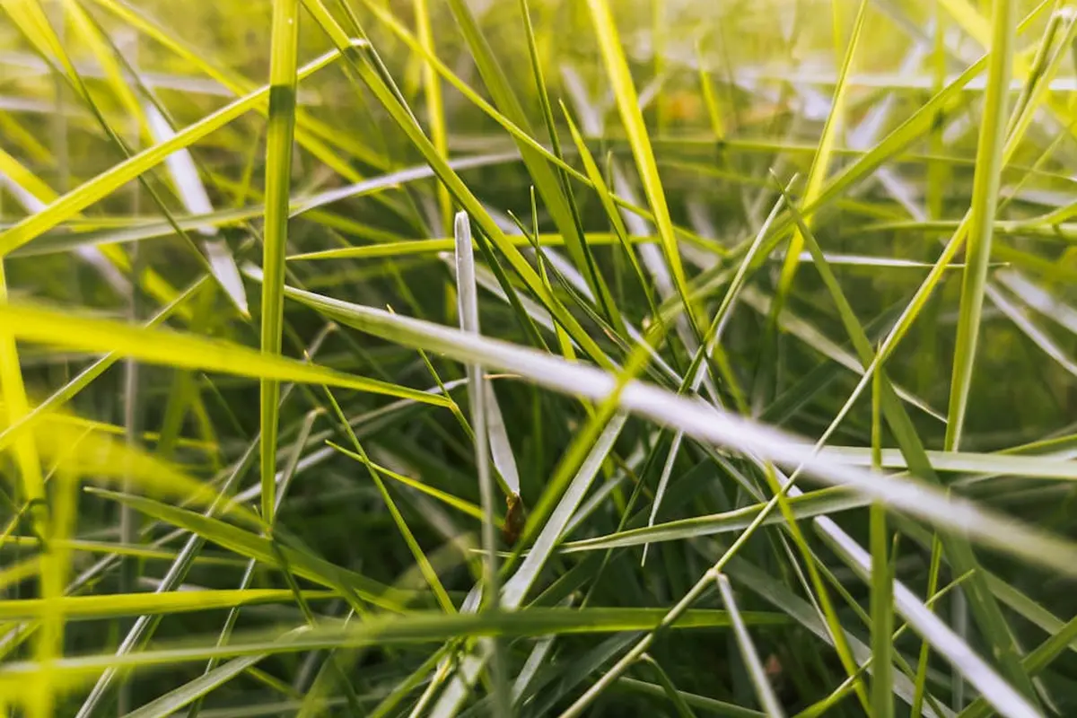 Close-up of dense green grass blades overlapping in a newly laid sod