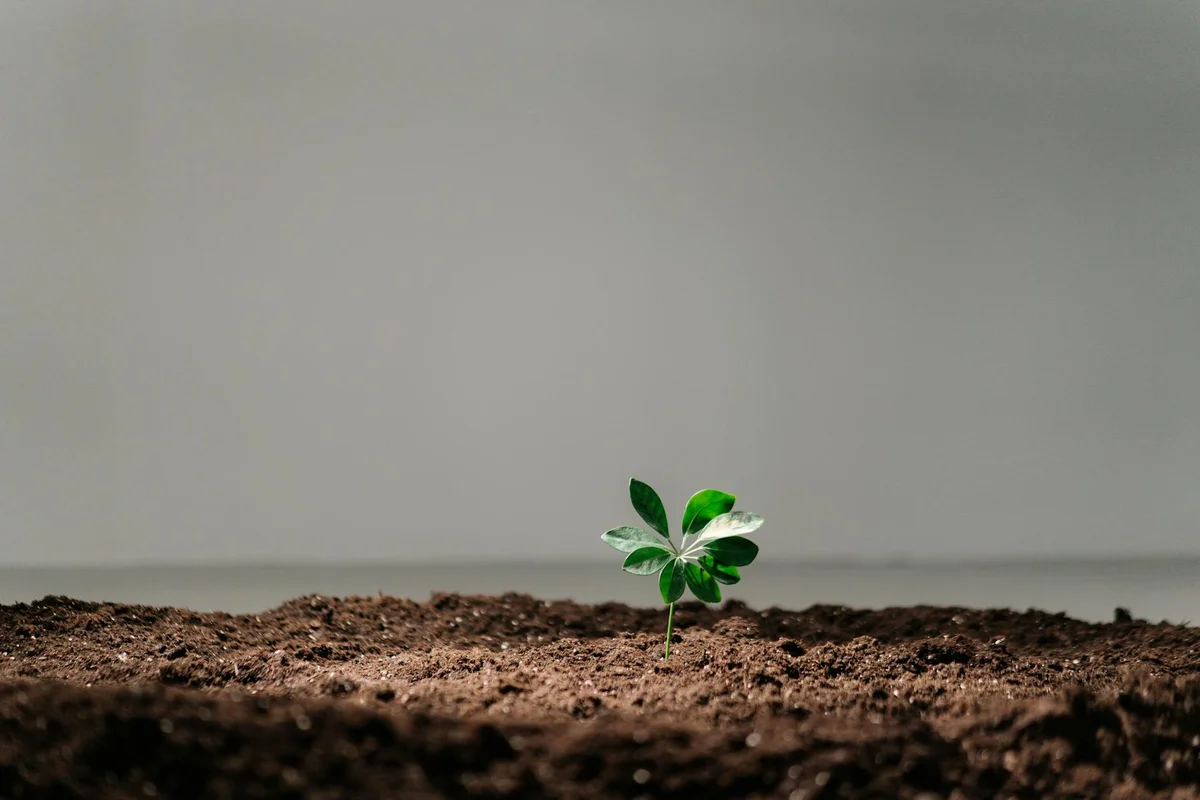 A small green seedling emerging from dark, crumbly soil against a neutral, blurred background.