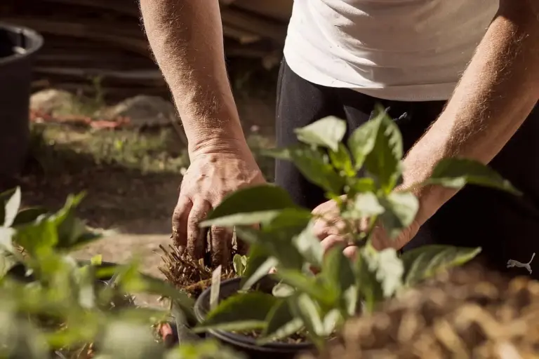 Person's hands in soil among leafy plants, preparing a soil sample for lawn testing