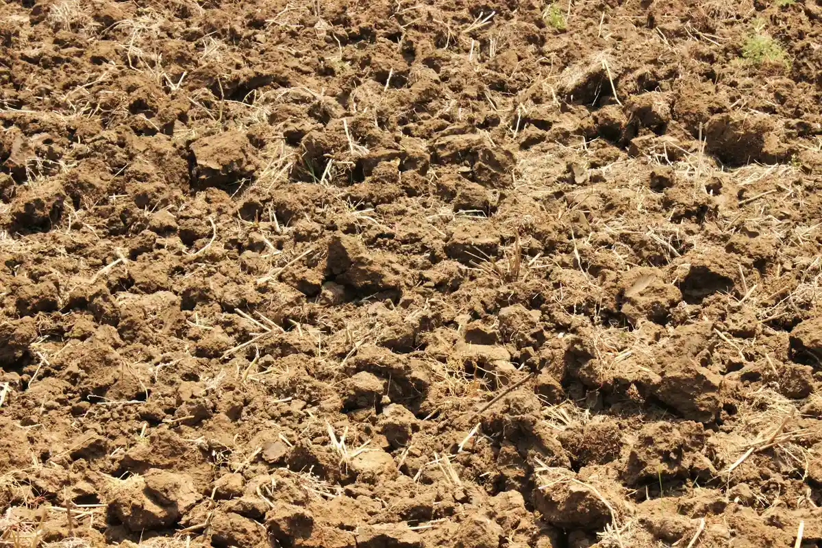 Close-up view of dry, clumpy soil with small roots.