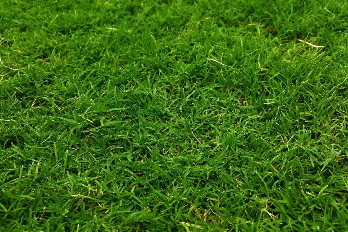 Close-up of dense, vibrant green grass illustrating healthy turf