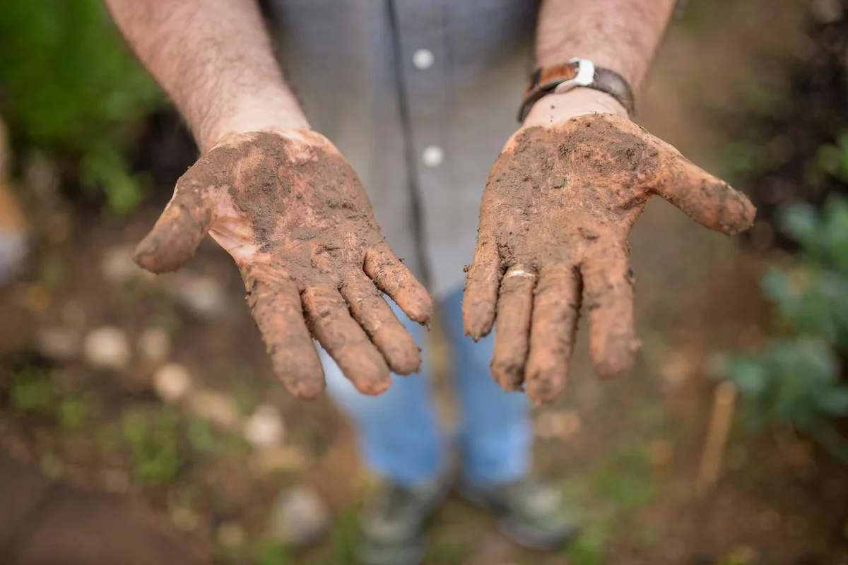 Close-up of muddy hands cupping soil, ready to collect a sample for pH testing