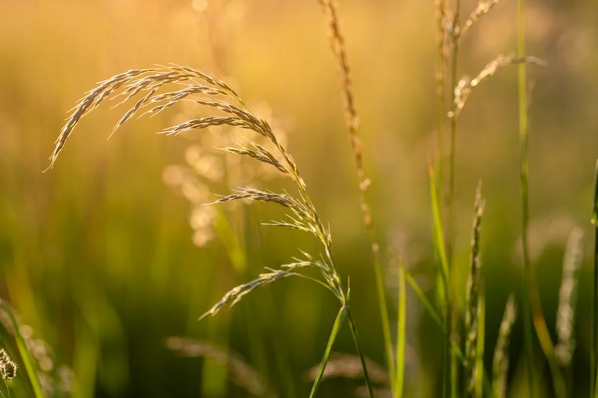 Close-up of tall grasses bathed in warm golden sunlight