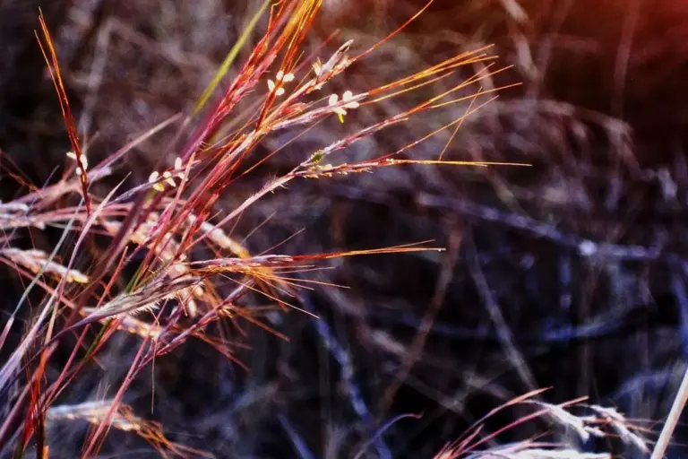 Close-up of wispy brown and tan grass stems with seed heads against a dark background