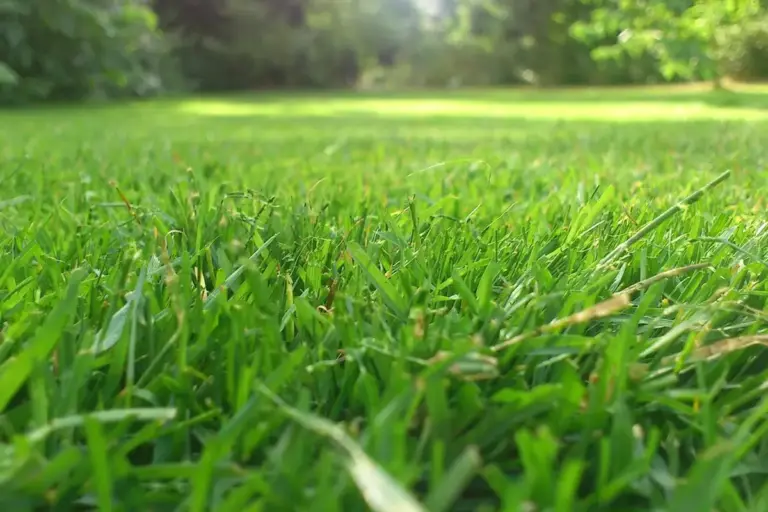 Close-up view of a lush green spring lawn with a softly blurred background.