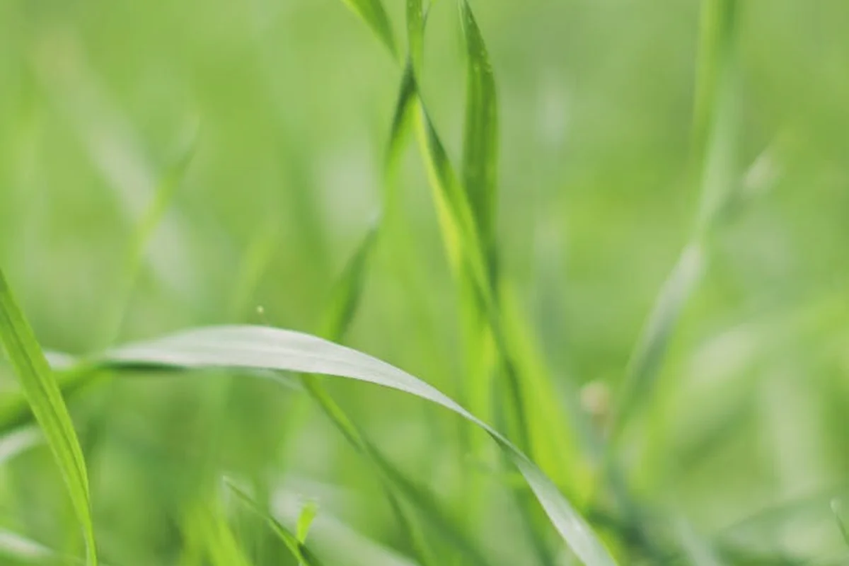 Close-up of fresh green grass blades, with a soft-focus background