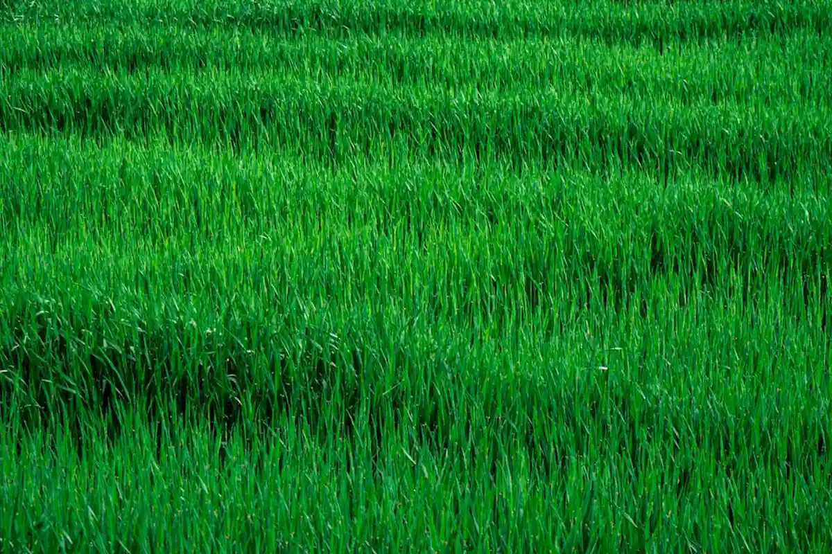 Close-up of vibrant green grass blades in a developing spring lawn